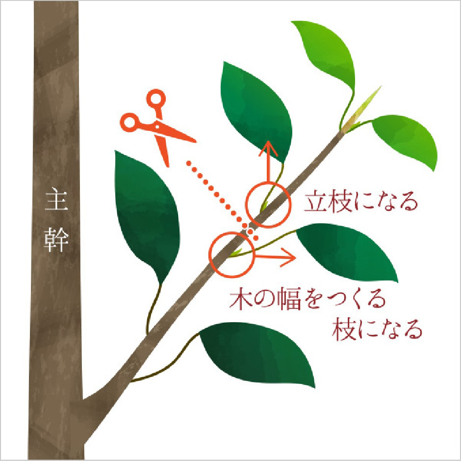 選び方 育て方 椿心 佐藤椿園 小さな苗木から古木にいたるまで様々な品種を取り扱っております