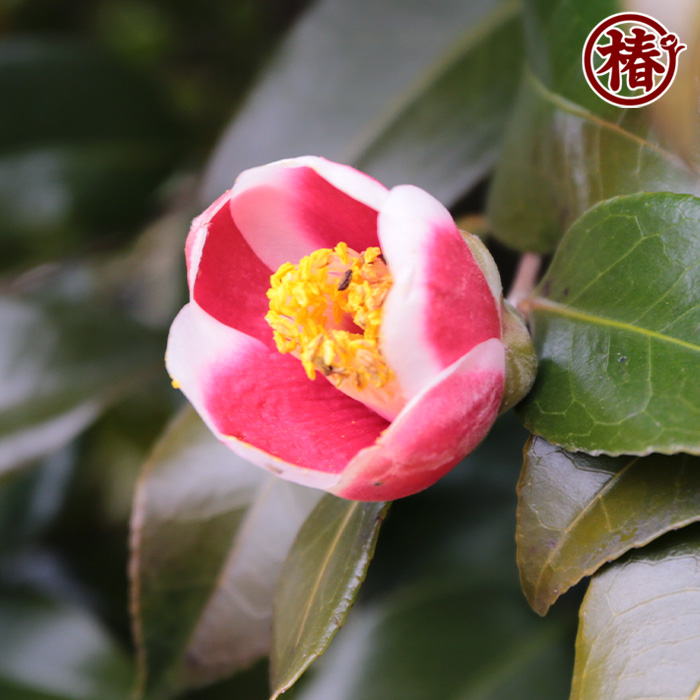 盆栽 玉之浦椿 吹き流し Camellia Bonsai #133 | Oh! BONSAI