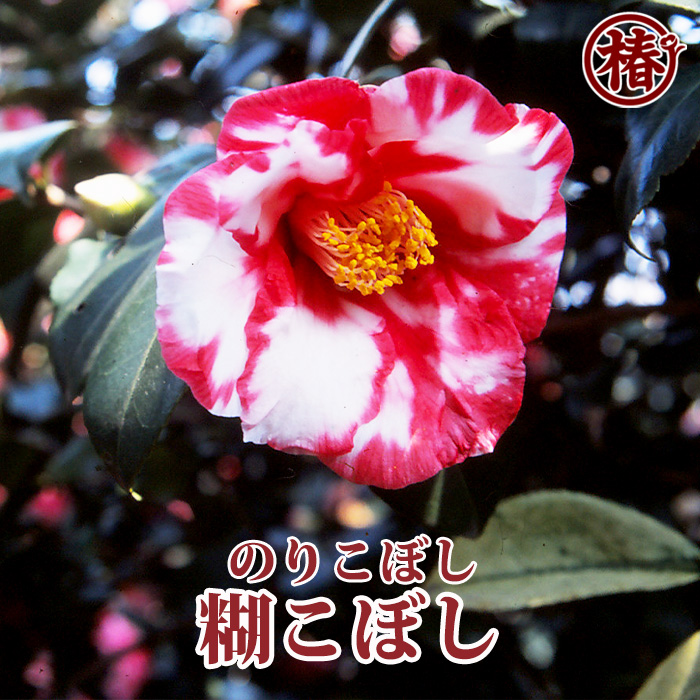 椿園オンラインショップ / 冬咲き 12月頃～