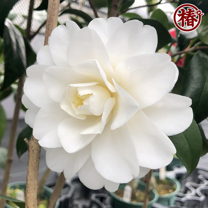 椿園オンラインショップ / 白菊・しらぎく 椿園オンラインショップ / 白菊・しらぎく