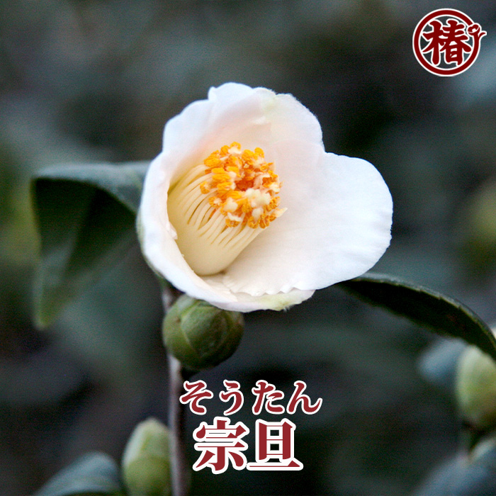 椿園オンラインショップ / 冬咲き 12月頃～