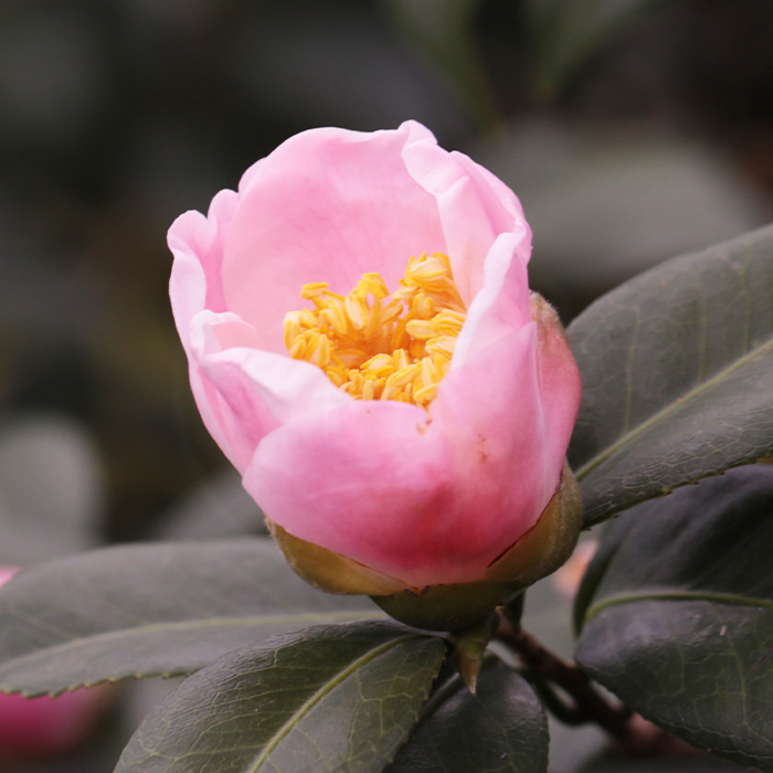 椿園オンラインショップ / 西王母・せいおうぼ｜5号（15cm）鉢植え｜挿木苗