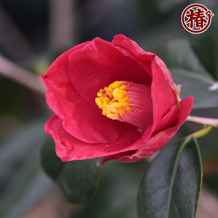 椿園オンラインショップ / 陣屋の椿・じんやのつばき｜5号（15cm