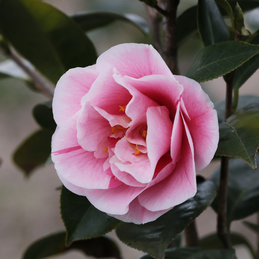 椿園オンラインショップ / 咲き分け系