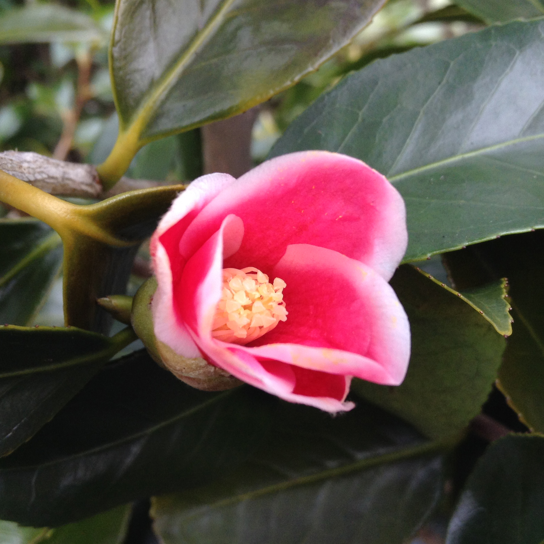 椿園オンラインショップ / 湊晨侘助・そうしんわびすけ｜5号（15cm