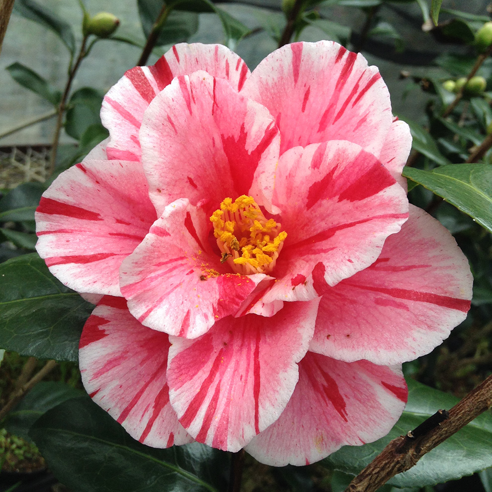 椿園オンラインショップ / 沖の浪・おきのなみ｜5号（15cm）鉢植え｜挿木苗