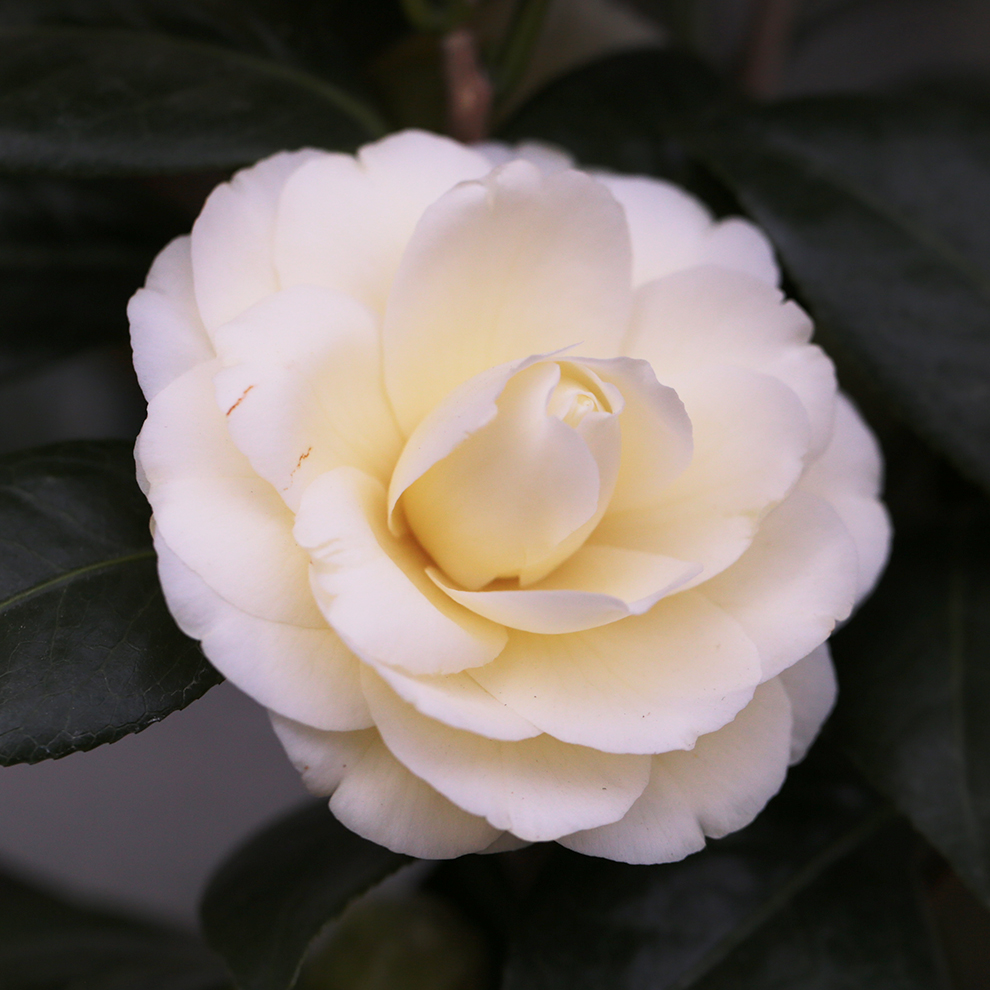 椿園オンラインショップ / ダローネガ｜5号（15cm）鉢植え｜挿木苗