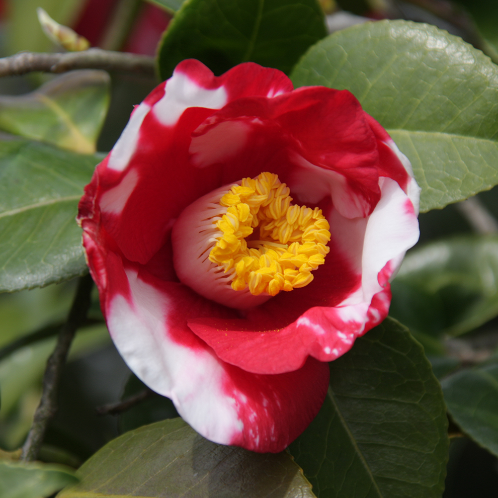 椿園オンラインショップ / 天ヶ下・あまがした｜5号（15cm）鉢植え｜挿木苗