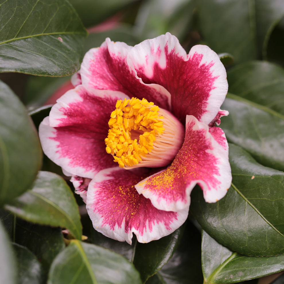 椿園オンラインショップ / 隠れ磯・かくれいそ｜5号（15cm）鉢植え｜挿木苗