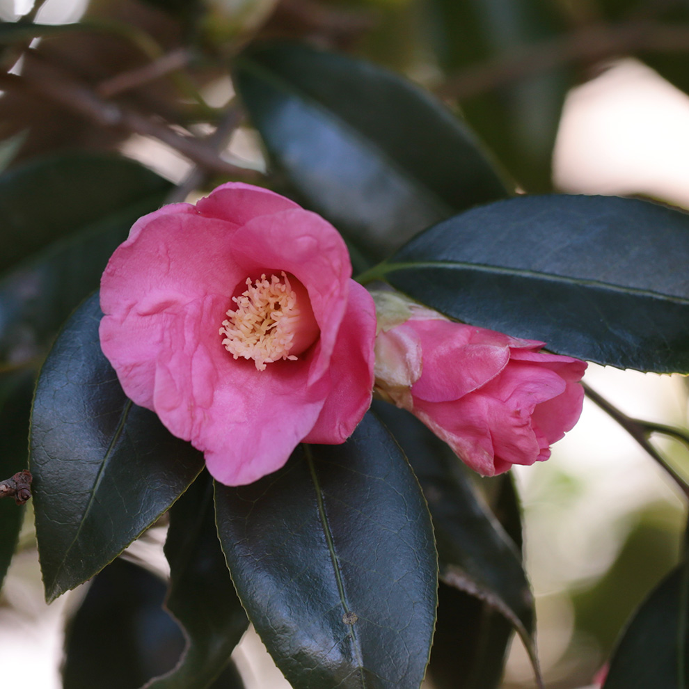 椿園オンラインショップ / 紅侘助・べにわびすけ｜5号（15cm）鉢植え