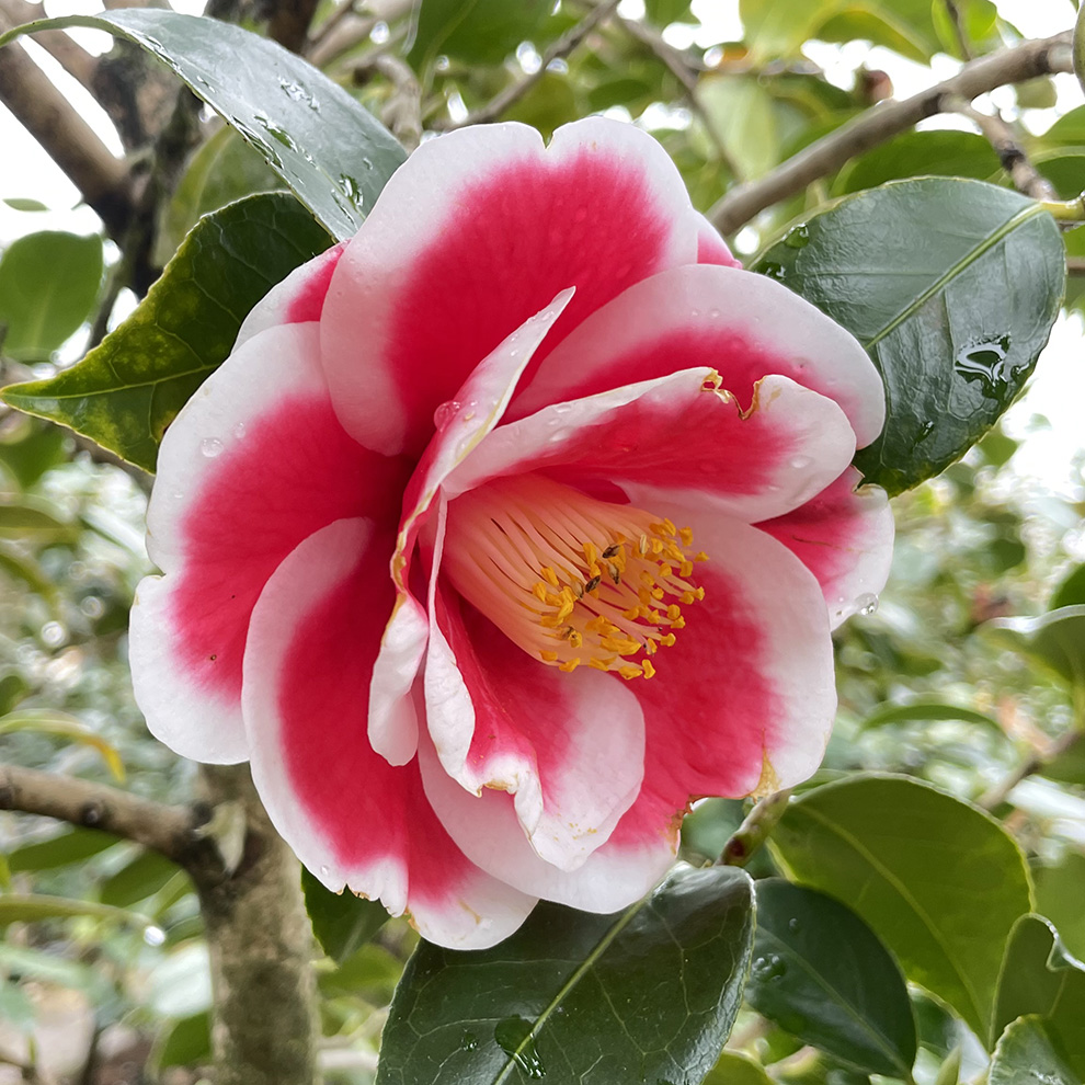 椿園オンラインショップ / 友の浦・とものうら｜5号（15cm）鉢植え｜挿木苗