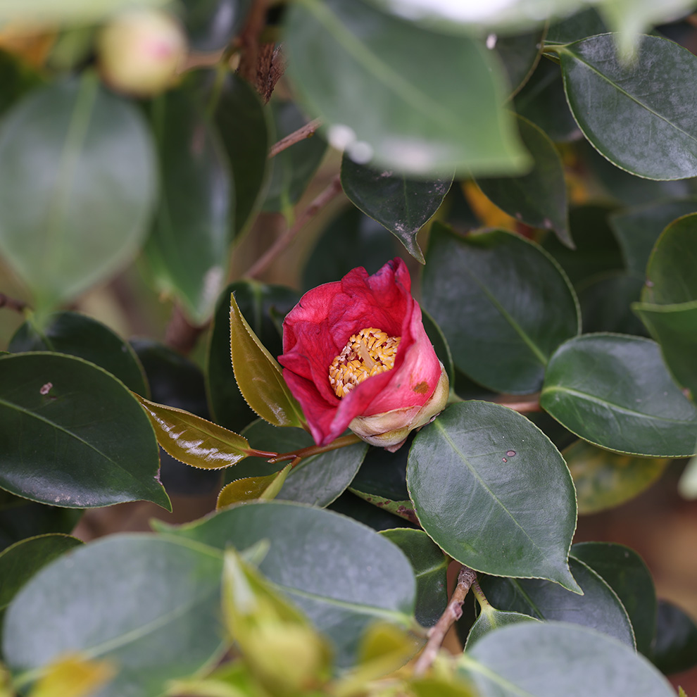 椿園オンラインショップ / 1,500円〜4,000円