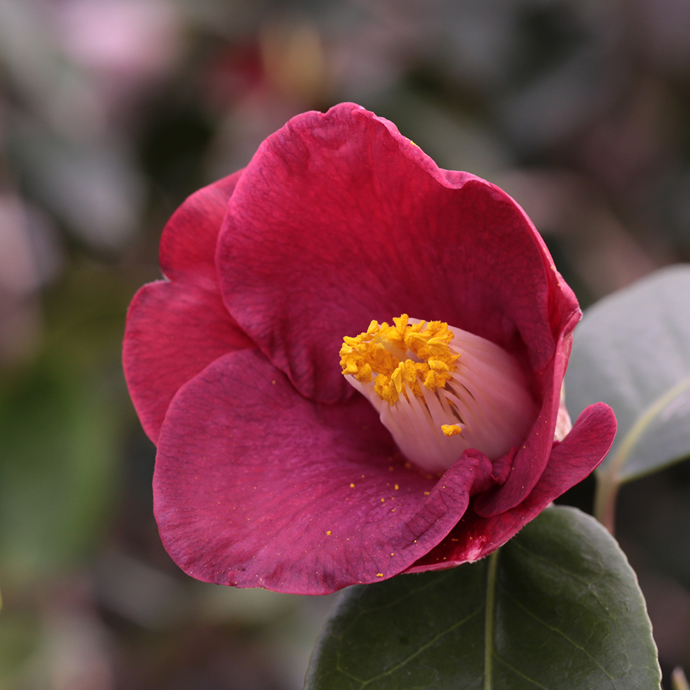 椿園オンラインショップ / 紫色系