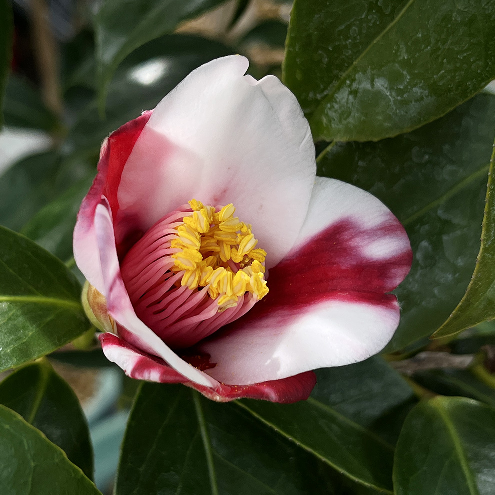 椿園オンラインショップ / 予算から選ぶ