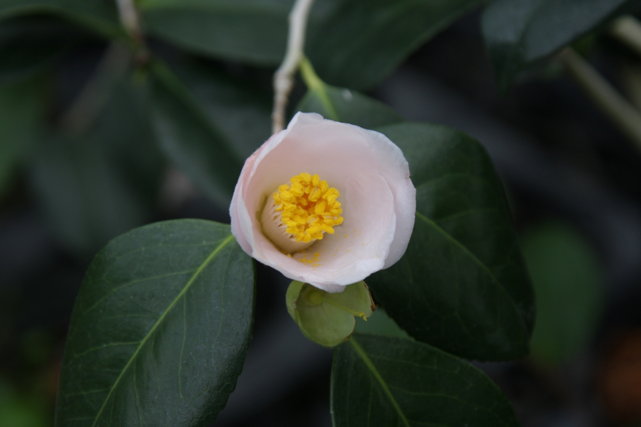 椿園オンラインショップ お茶花向き品種