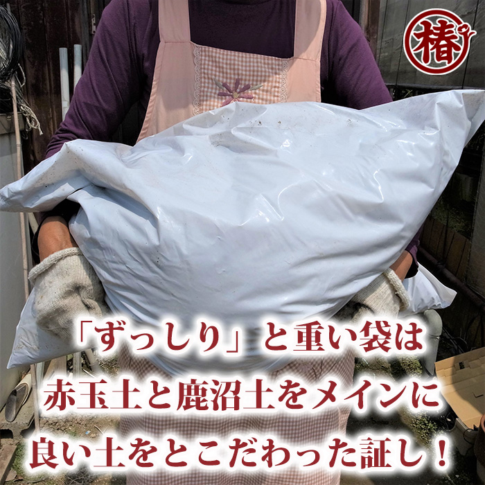 椿生産用培養土　※元肥配合つばきせいさんようばいようど　価格比較　35L　袋