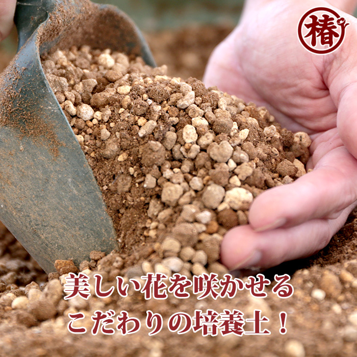 椿園オンラインショップ / 野々市・ののいち｜椿苗｜4.5号（13cm