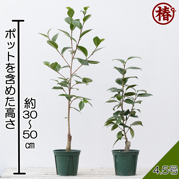 椿園オンラインショップ / 細雪・ささめゆき｜椿苗｜4.5号（13cm