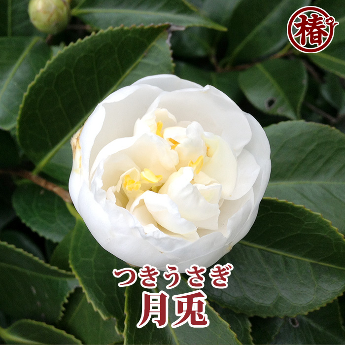 椿園オンラインショップ / 月兎・つきうさぎ 椿園オンラインショップ / 月兎・つきうさぎ