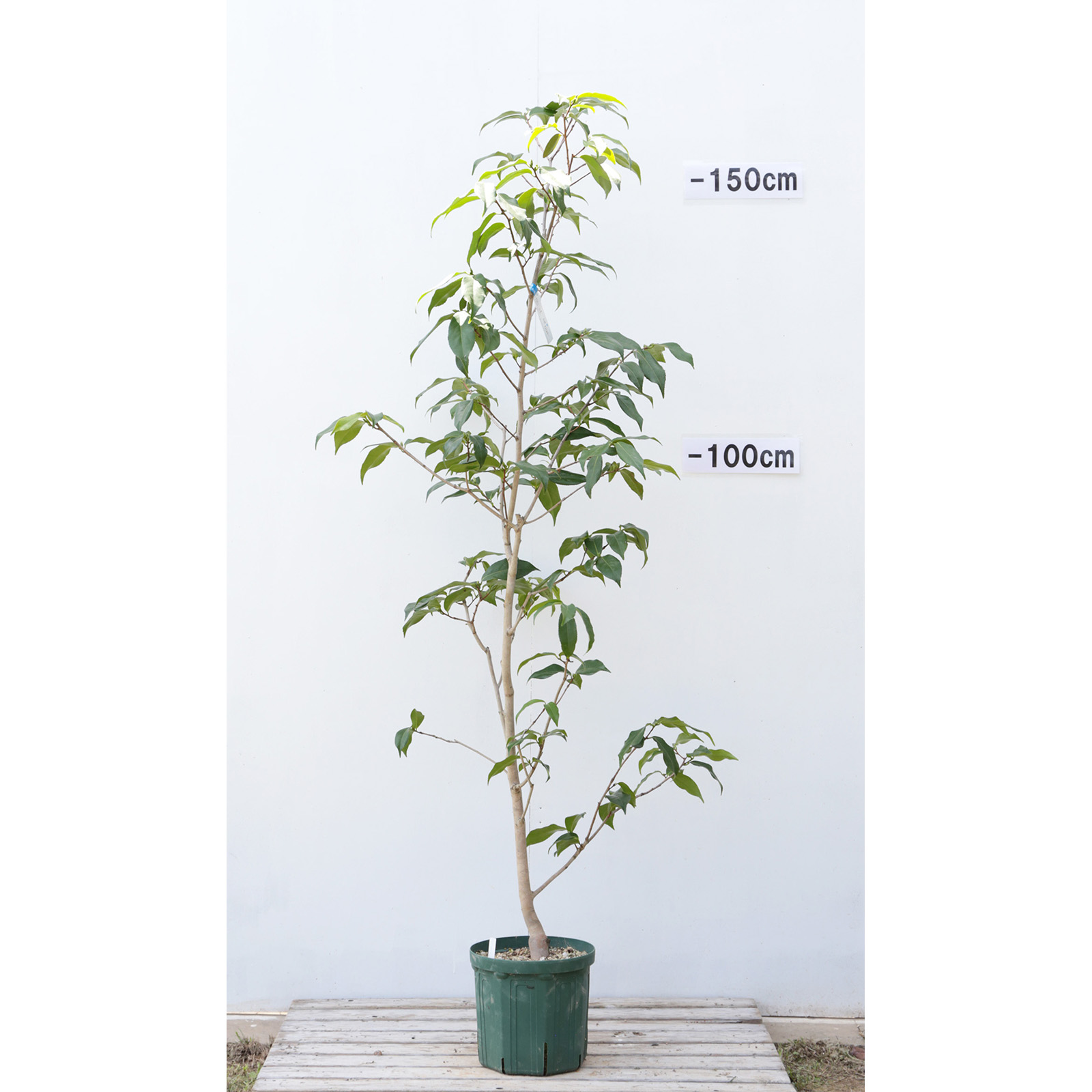 椿園オンラインショップ / 絵美・えみ｜7号（21cm）鉢植え｜接木苗