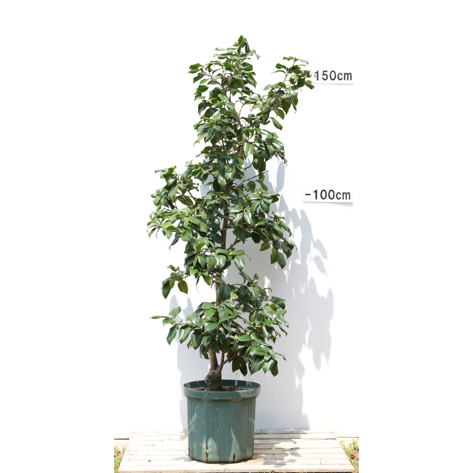 椿園オンラインショップ / 桃雀・ももすずめ｜10号（30cm）鉢植え｜接木苗