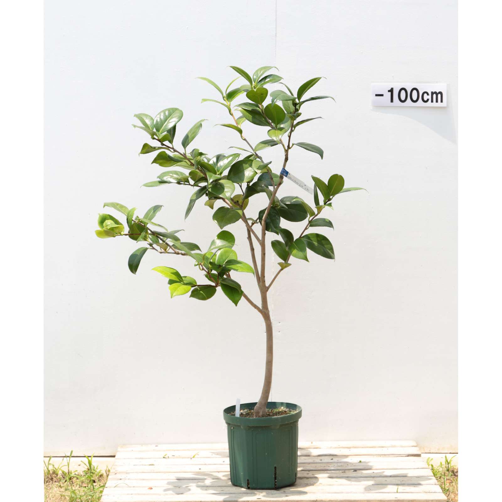 椿園オンラインショップ / ミセスDWデービス｜7号（21cm）鉢植え｜接木苗