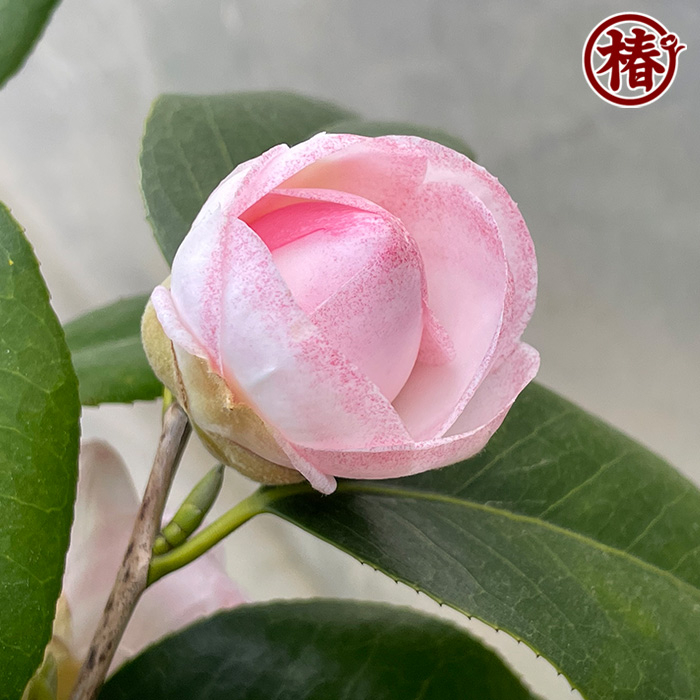 椿園オンラインショップ / 越の麗人・こしのれいじん 椿園オンラインショップ / 越の麗人・こしのれいじん