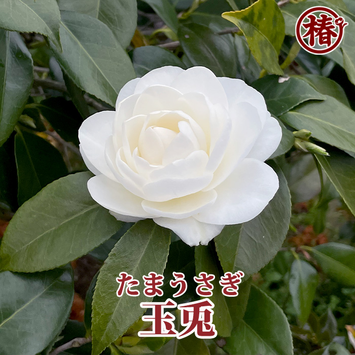 椿園オンラインショップ / 玉兎・たまうさぎ 椿園オンラインショップ / 玉兎・たまうさぎ