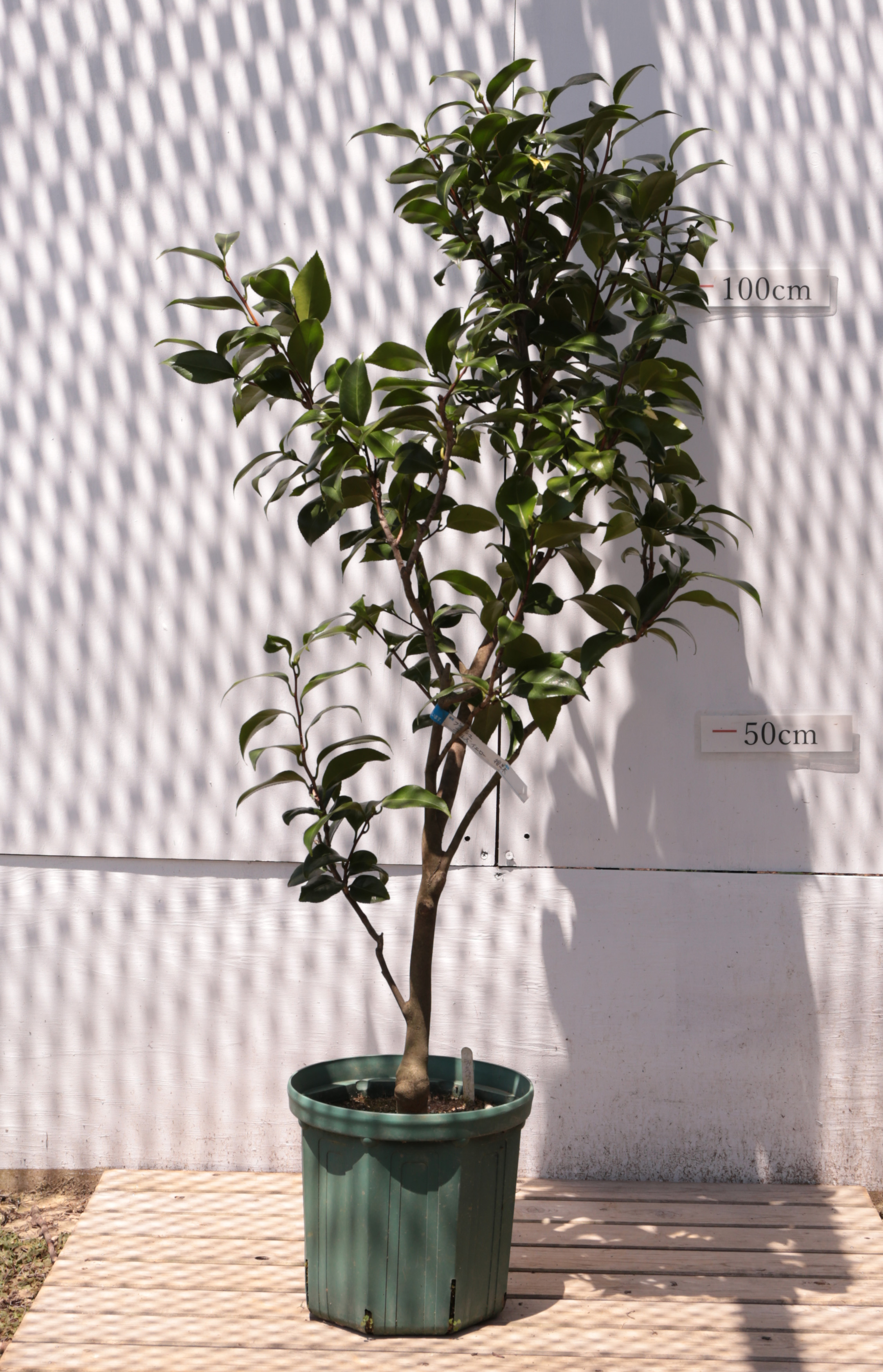ランキングや新製品 ツバキ ブラッシュフィールドイエロー 苗木 希少 - 植物/観葉植物