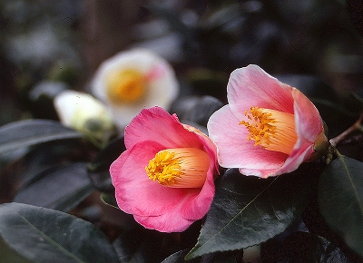 椿園オンラインショップ 開花時期で選ぶ