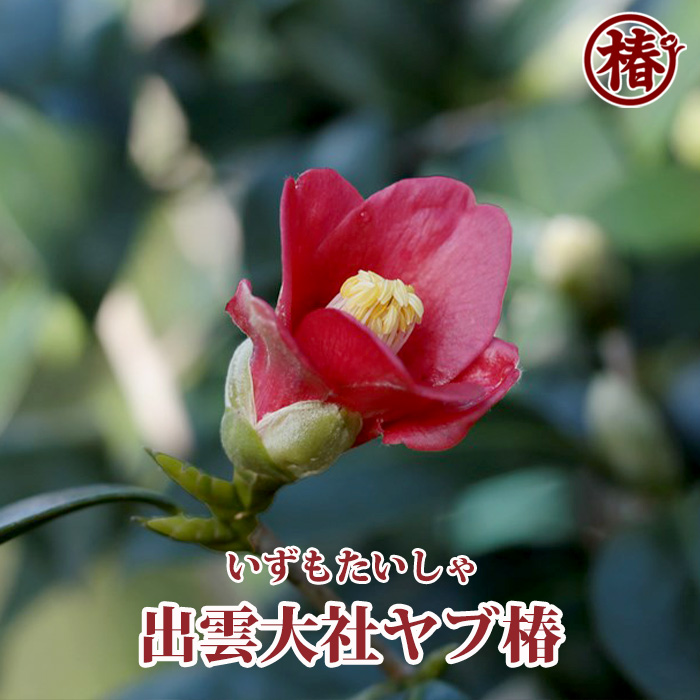 椿園オンラインショップ / 出雲大社ヤブ椿・いずもたいしゃやぶ
