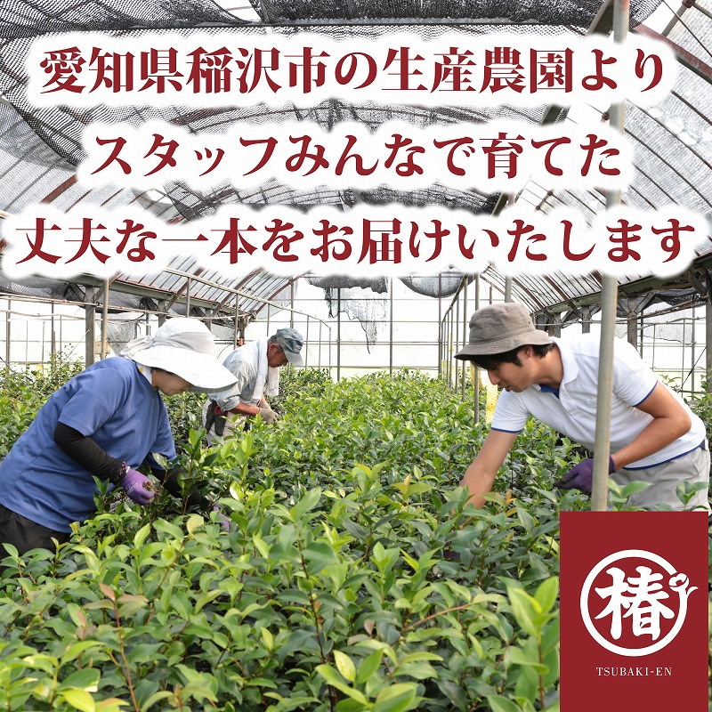 椿園オンラインショップ / 不可思議・ふかしぎ 椿園オンラインショップ / 不可思議・ふかしぎ