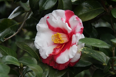 椿園オンラインショップ 岩根絞 いわねしぼり