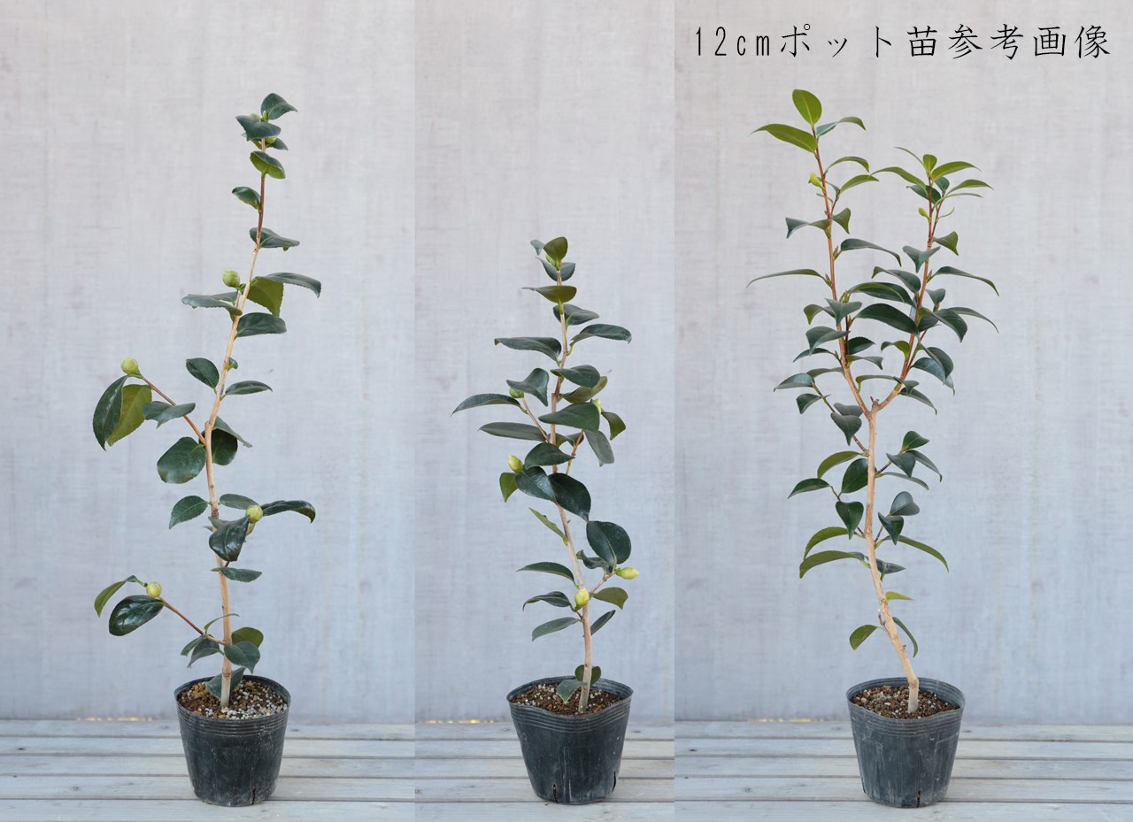 椿園オンラインショップ 曙 (あけぼの)