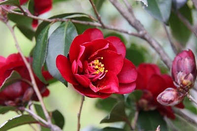 椿園オンラインショップ 黒椿 くろつばき