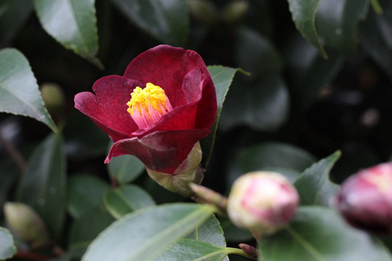 椿園オンラインショップ 紺侘助 こんわびすけ