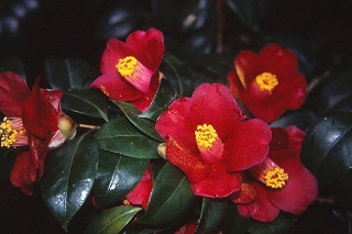 椿園オンラインショップ 紺侘助 こんわびすけ