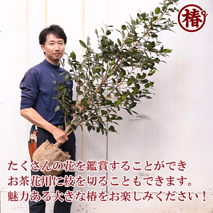 セットアップ 【現品タグ付き】椿 月照（げっしょう) 高さ50cm超 植物 