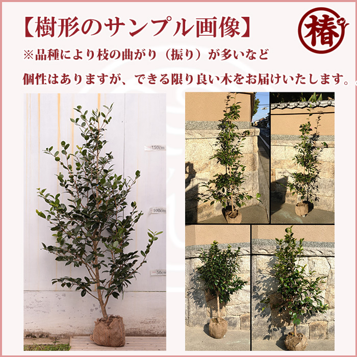 椿園オンラインショップ / 木曽路・きそじ