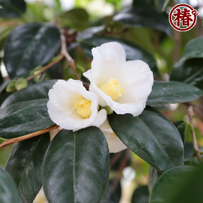 椿園オンラインショップ / 白侘助・しろわびすけ