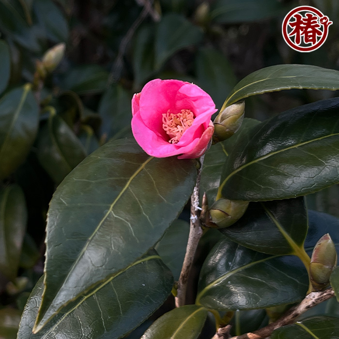 椿園オンラインショップ / 紅侘助・べにわびすけ