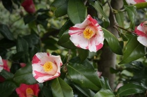 IMG_6762_縮小320