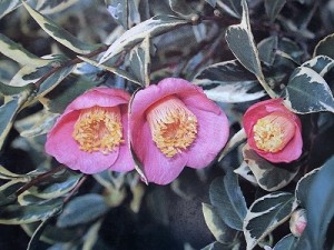 唐弁天_ネガ_縮小320