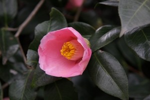 常満寺_縮小320