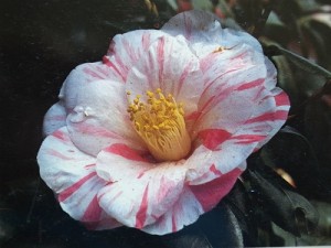 旭光①_縮小320