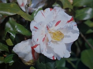 沖の石_縮小320