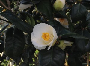 IMG_1903_縮小500