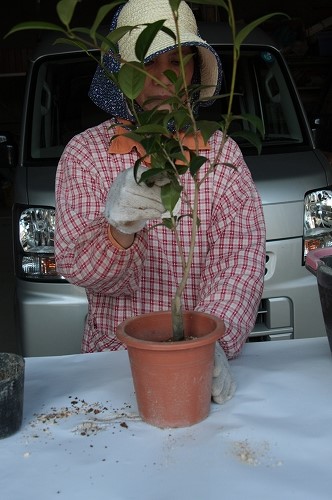 椿の育て方 ポット苗の植え替え手順 椿心 佐藤椿園 小さな苗木から古木にいたるまで様々な品種を取り扱っております