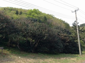 IMG_2334_縮小500