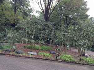 東山植物園②